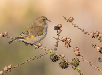 European Greenfinch - Carduelis chloris