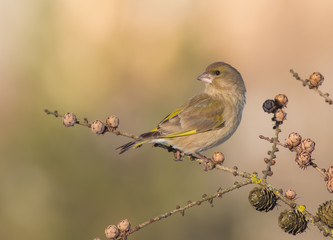 European Greenfinch - Carduelis chloris