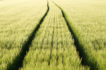 Feld mit jungen Ähren 