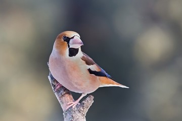 Coccothraustes coccothraustes, Hawfinch, sitting on a tree stump. Wildlife. Europe, country slovakia. 