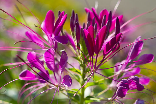 Spider lily Cleome hassleriana. Pink flower growing wild. Floral motif for a greeting card or background. Summer. Nature. Close up. Blooming plant. photo, art, artwork, design, romantic print. Macro