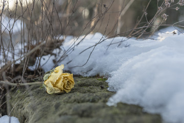 gelbe Rose im Schnee 8