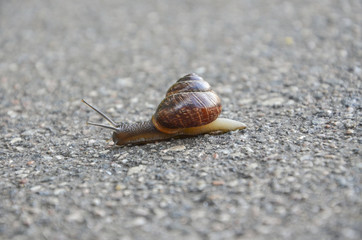 Snail on asphalt