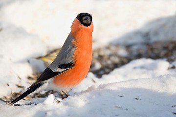 Pyrrhula pyrrhula, bullfinch walking on snow. Wildlife. Winter country. Europe Country Slovakia. In the background the snow.