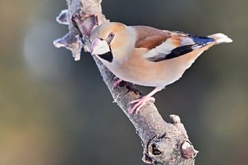 Coccothraustes coccothraustes, Hawfinch, sitting on a tree stump. Wildlife. Europe, country slovakia. 