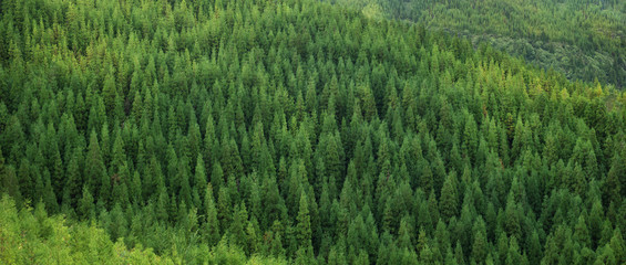 Vue aérienne d& 39 une immense forêt verte fraîche et saine d& 39 épinettes, motif de fond de texture panoramique