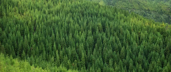 Poster Luftaufnahme des riesigen grünen frischen gesunden Fichtenwaldes, Panorama-Textur-Hintergrundmuster © matousekfoto