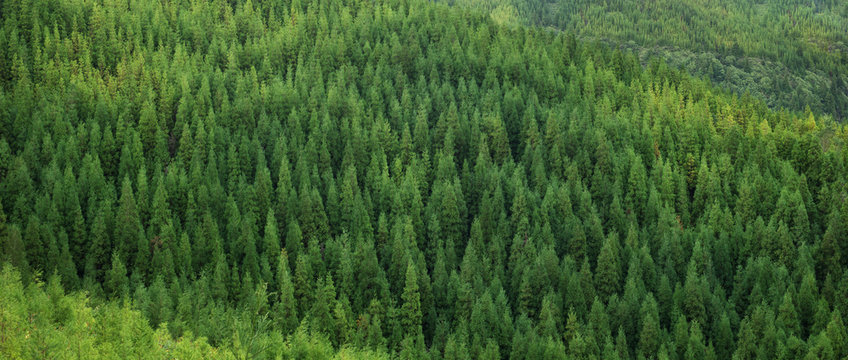 Fototapeta Aerial view of huge green fresh healthy spruce tree forest, panorama texture background pattern