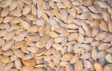 Macro background texture of pumpkin seeds