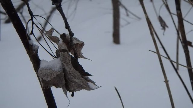 nature en hiver