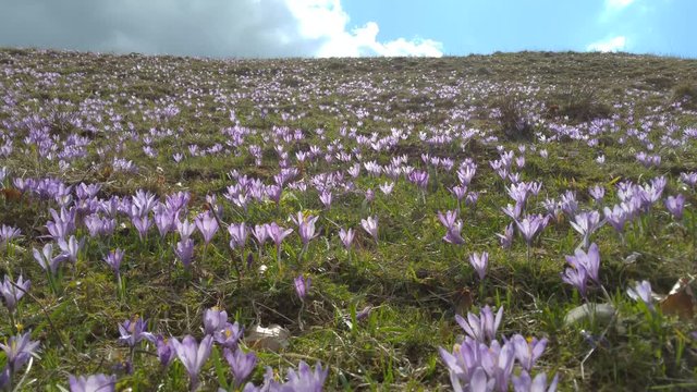 Alpine meadow covered with spring crocus flowers (Crocus vernus) during spring in Piatra Craiului mountains, Romania. 