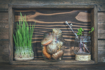 Gardening and planting concept. Seedlings, garden tools, tubers (bulbs) gladiolus and hyacinth, branch of trees with buds in wooden box. Toned and processing photo.