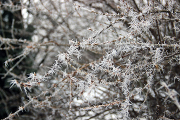 frost on pine