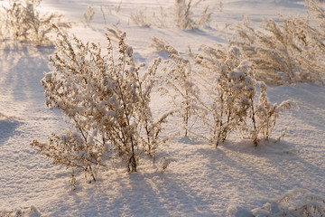 Fototapeta na wymiar Frozen sagebrush snow-covered, winter landscape at dawn, in the snow field
