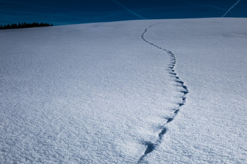 Footprints in the snow