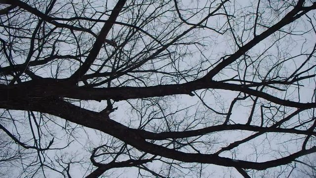 nature en hiver