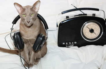 cat with headphones sitting next to vintage radio