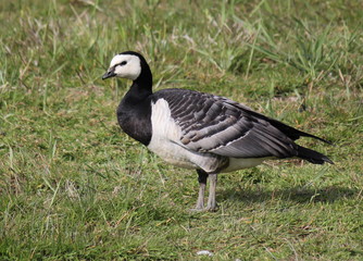 Eurasian Barnacle Goose (Branta leucopsis) in a  meadow