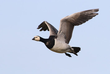 Close-up of a European Barnacle Goose (Branta leucopsis) in flight