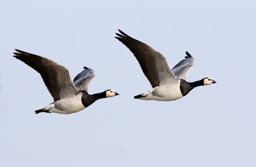 Two European Barnacle Geese (Branta leucopsis) in fast flight
