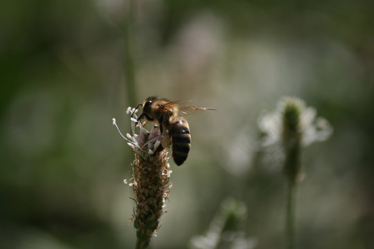 ABEILLE