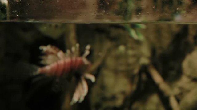 Cowfish (Lactoria cornuta). Poisonous funny fish floating in special tank.