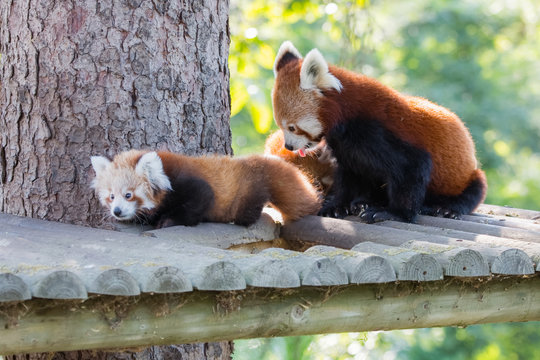 94 Best Panda Eclatant Images Stock Photos Vectors Adobe Stock 94 Best Panda Eclatant Images Stock Photos Vectors Adobe Stock