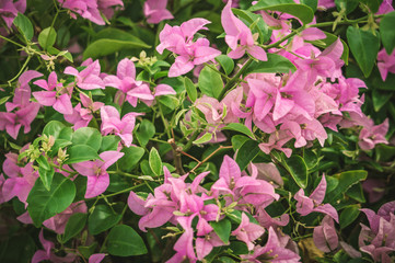 Нежная розовая бугенвиллея 
