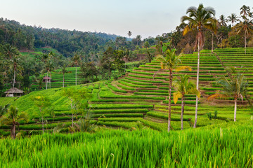 Beautiful view of Balinese green rice growing on tropical field terraces. Best scenic Asian backgrounds and landscapes, people culture and nature of Bali and Java islands, travel places in Indonesia - obrazy, fototapety, plakaty