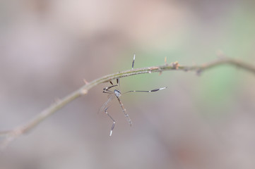 crane fly