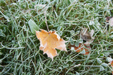 Frozen autumn maple leave in grass