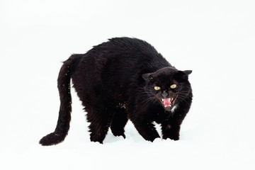 Angry Black cat on a snow