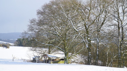 Grillhütte,Winter,Wald