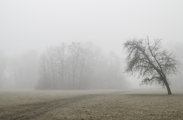 Fototapeta na wymiar Tree in foggy park