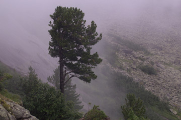 Lone pine in the mist on the mountainside. National Park Ergaki. Western Sayan. Krasnoyarsk region....