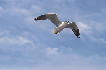 seagull flying