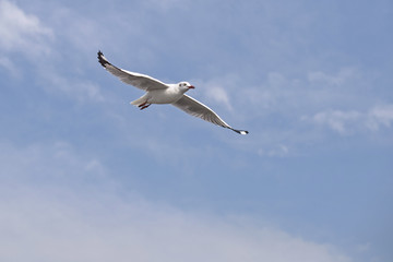 seagull flying