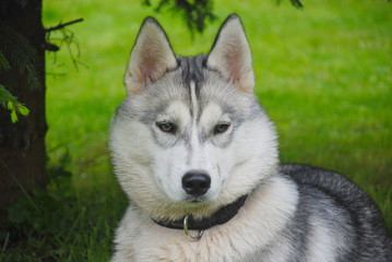 Siberian husky.