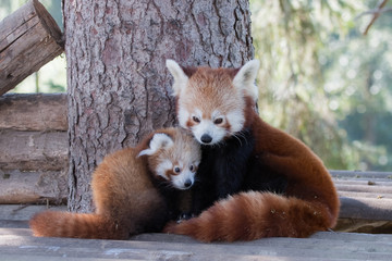 Bébé panda roux et sa mère