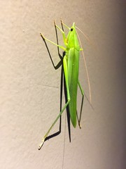Big grasshopper on wall