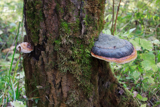 Inonotus obliquus on the trunk of a tree.