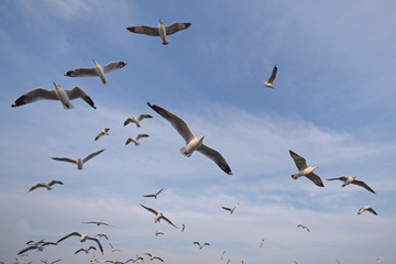seagull flying
