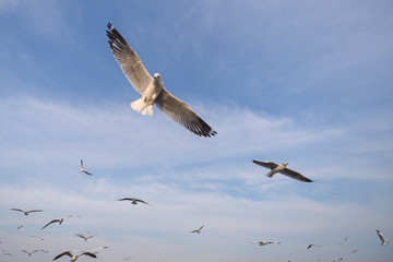 seagull flying
