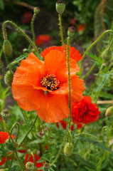 Red papaver flower in green