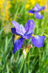 Blue iris flower in the grass vertical