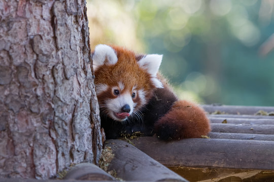 94 Best Panda Eclatant Images Stock Photos Vectors Adobe Stock