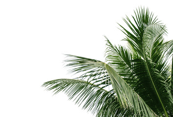 Fototapeta na wymiar Coconut Leaf at tropical white background