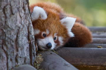 Bébé panda roux en gros plan