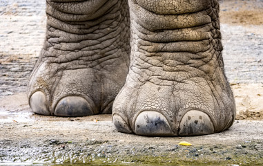 Obraz premium Elefantenfüße Nahaufnahme