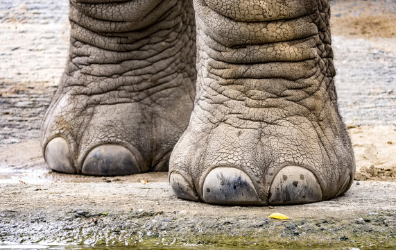 Fototapeta Elefantenfüße Nahaufnahme